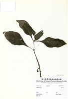 藏品(金紅花)的圖片